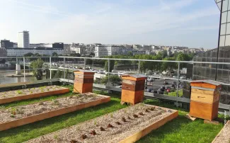 Bienenstöcke und Gemüsebeete auf einem Dach in der Großstadt