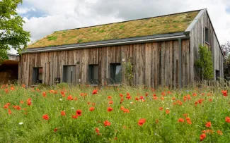 Mohnblumenwiese vor einem begrünten Holzhaus