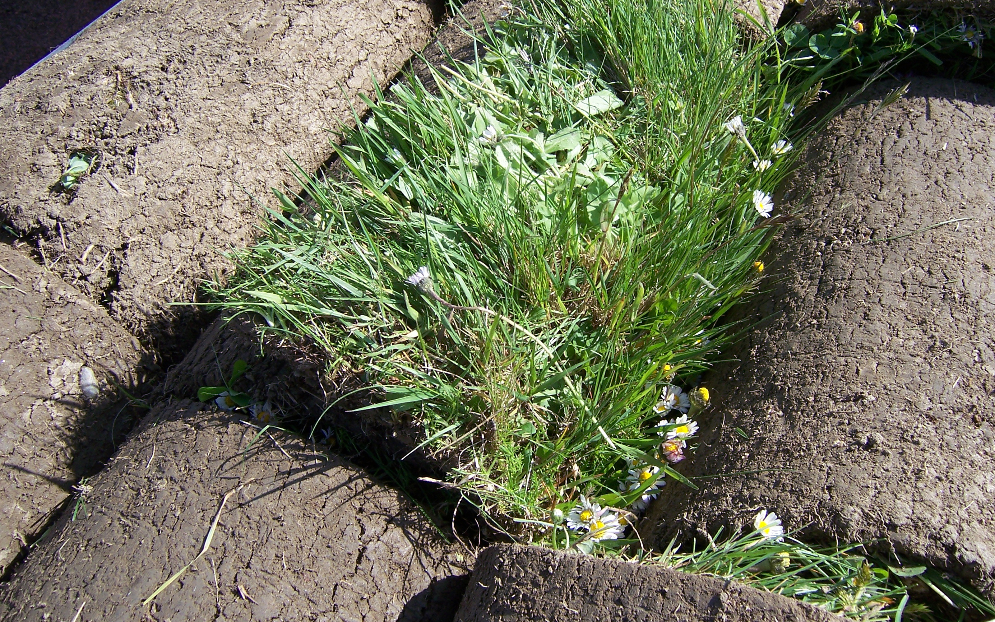 Rollrasen mit blühenden Gänseblumen