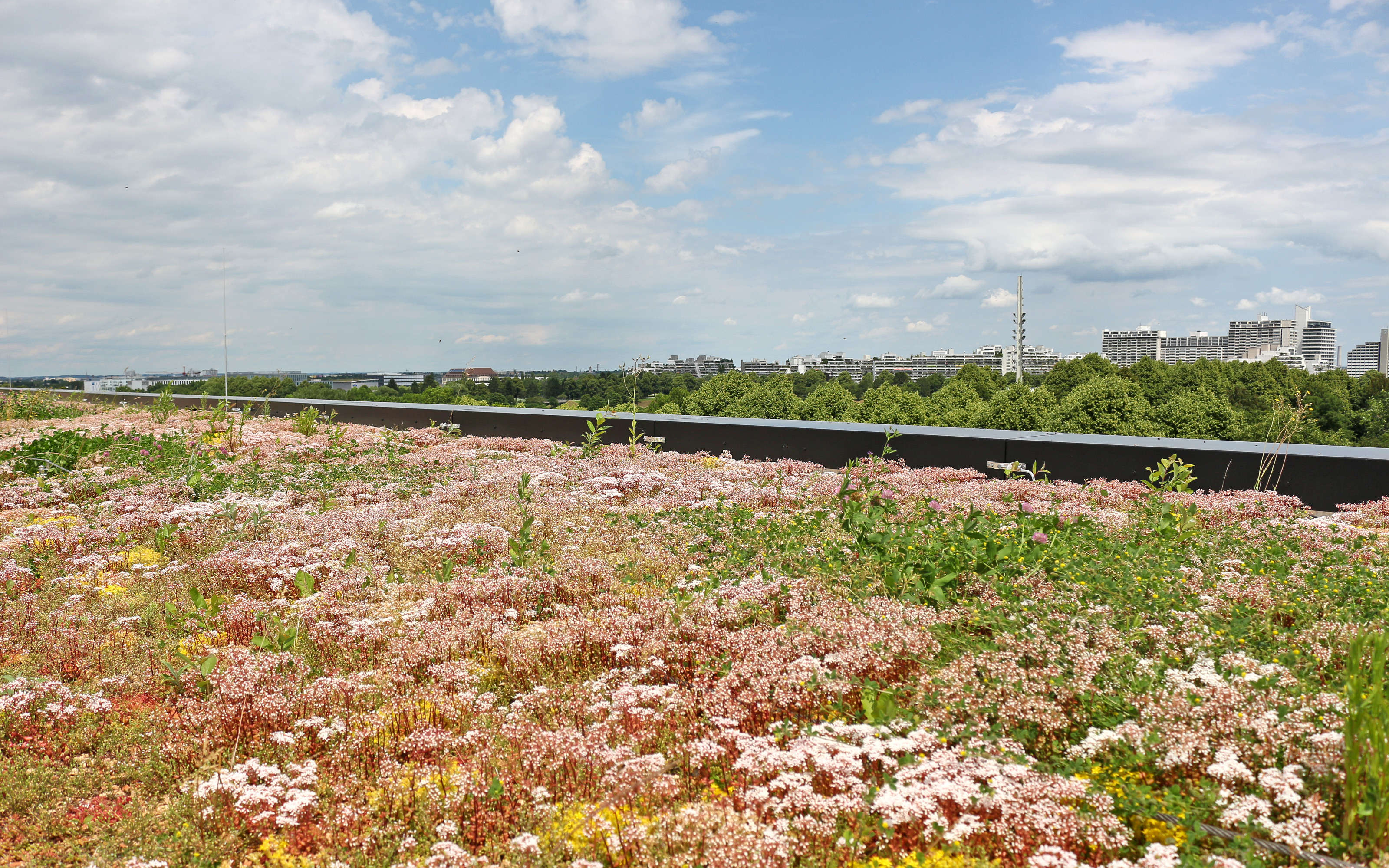 Extensive Dachbegrünung mit Sedum