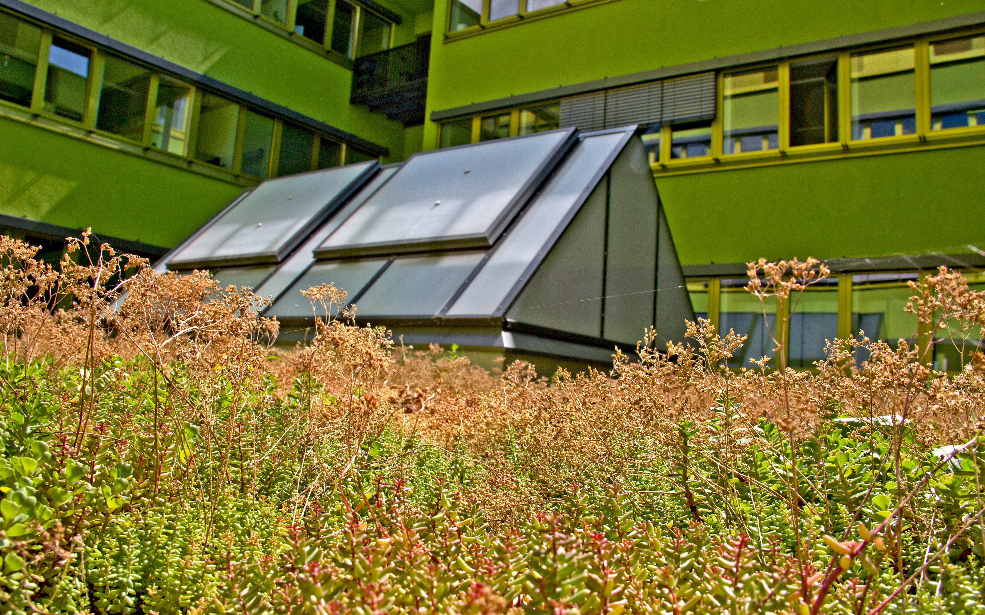 Mit Sedum begrünte Dachfläche, umgeben von grüner Hausfassade.