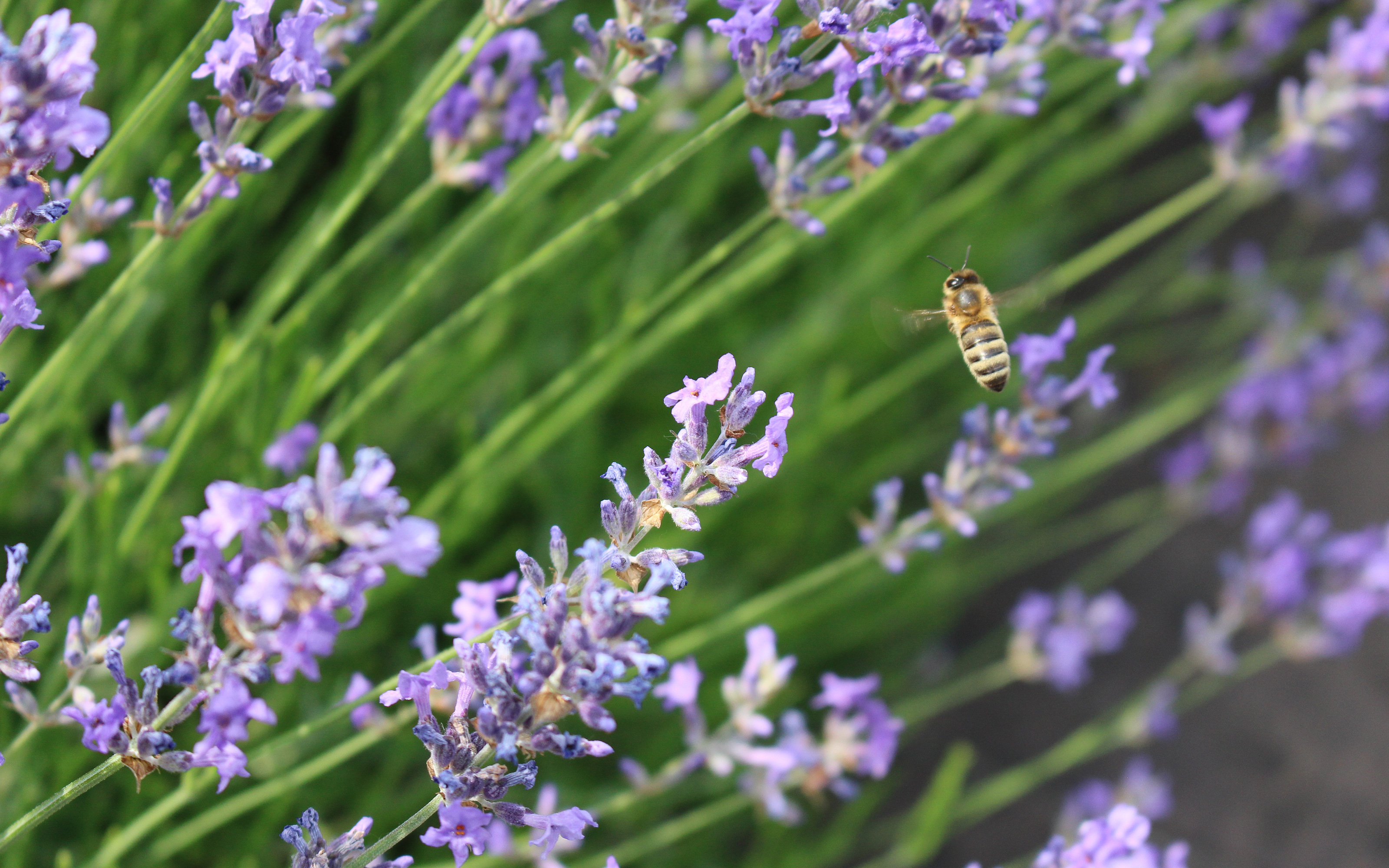 Biene auf Lavendel