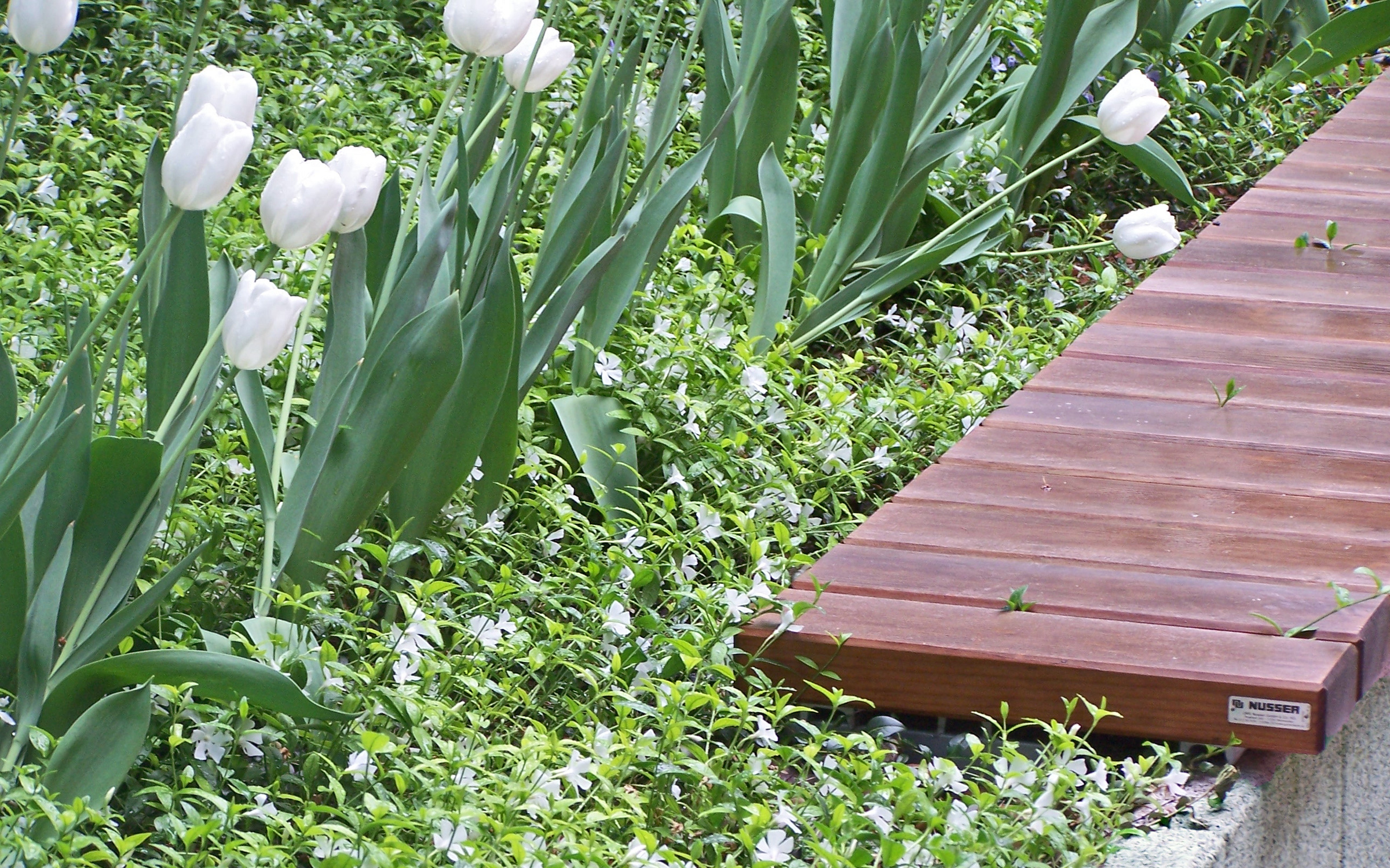 Bank vor weiß blühenden Tulpen und Vinca