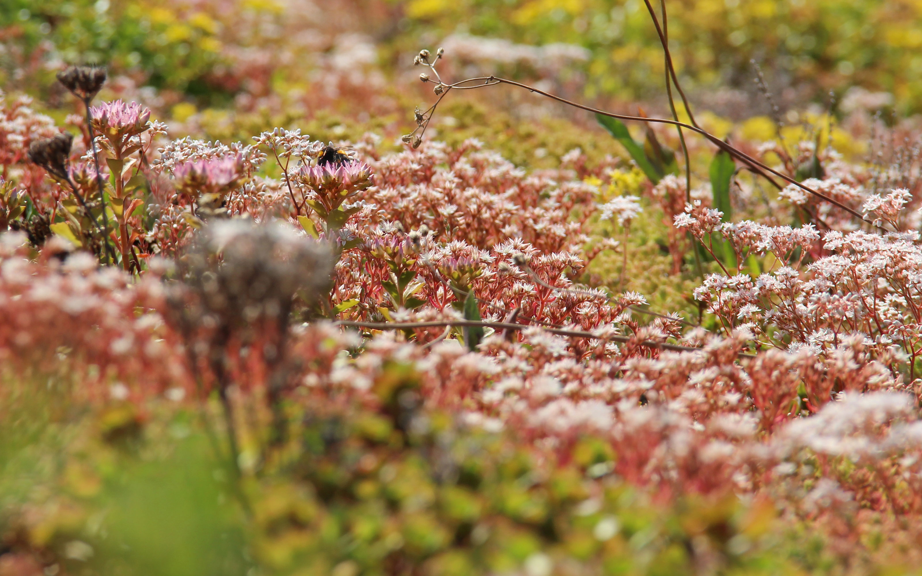 Extensive Begrünung mit Hummel