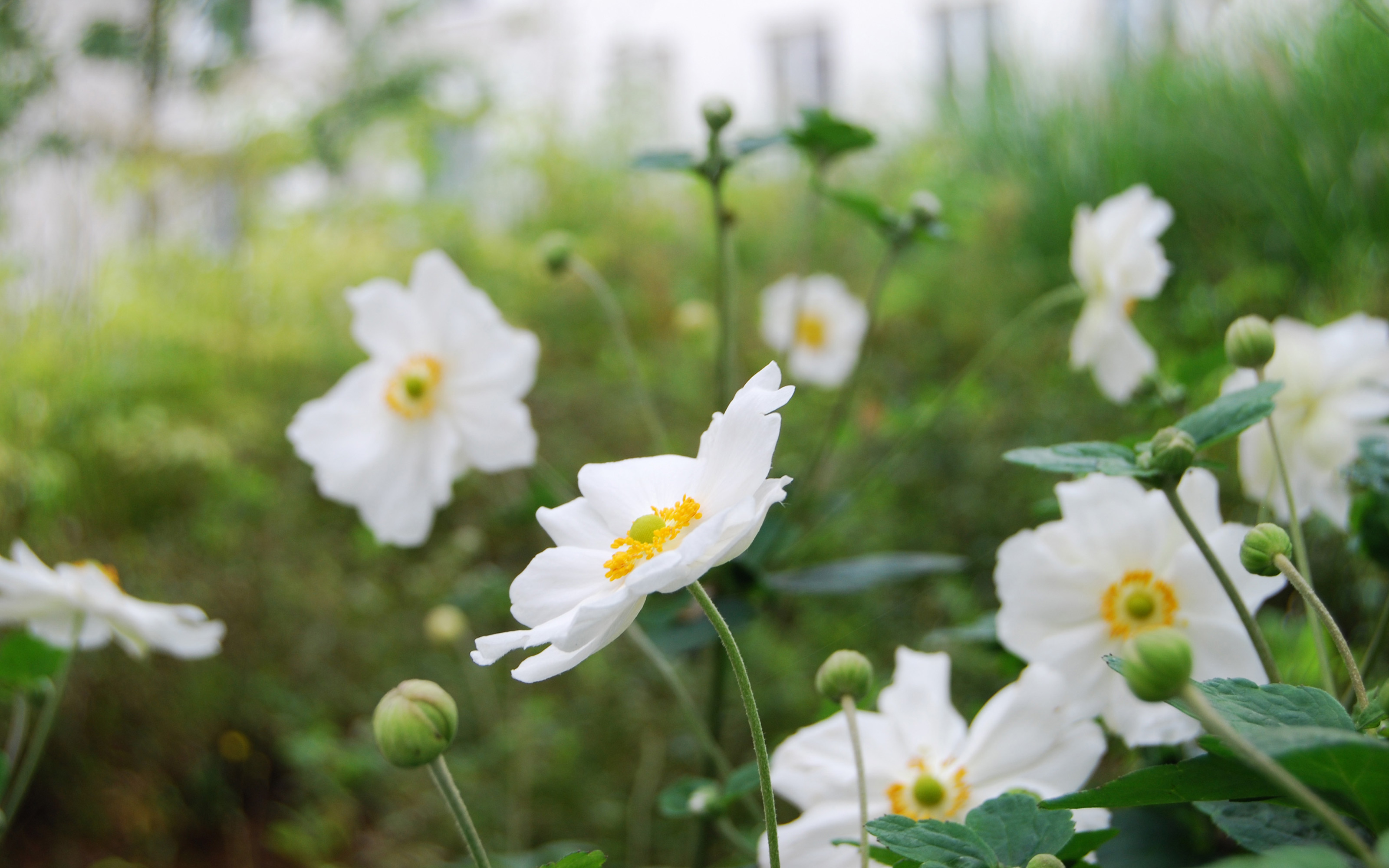 Weiße Anemonen