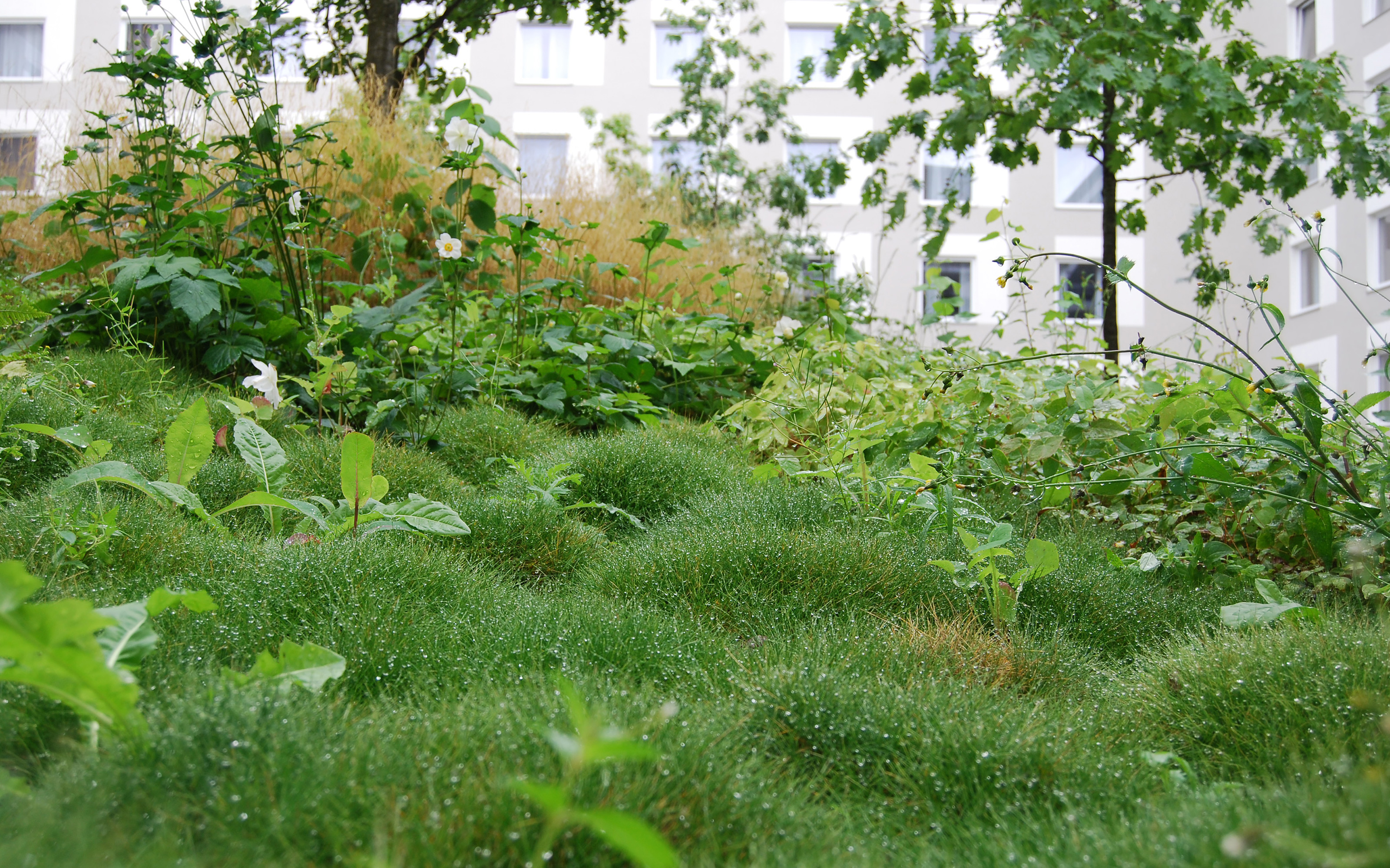 Üppig Vegetation