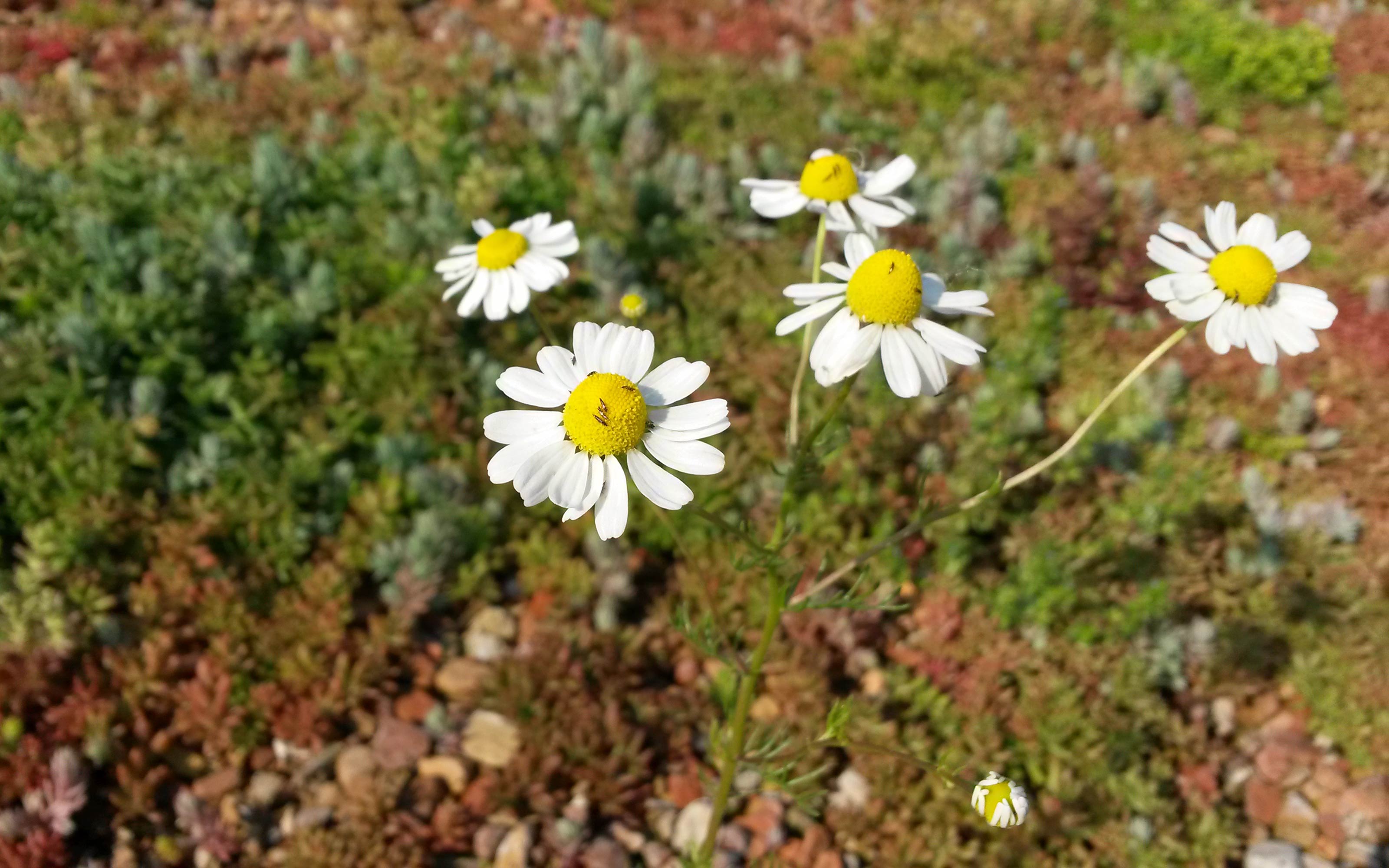 Sedum und Kamille