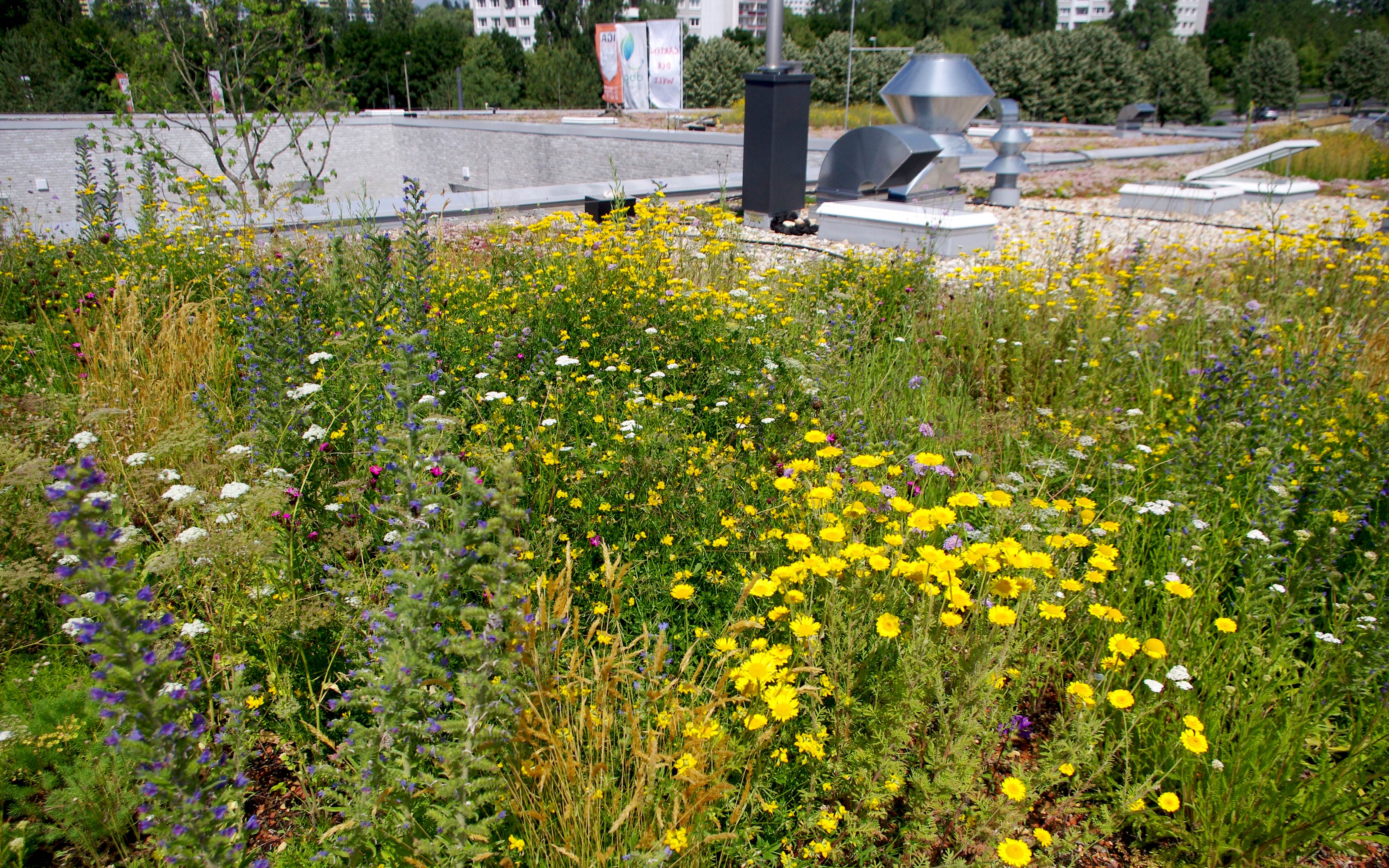 Artenreich blühende Bepflanzung auf dem Dach