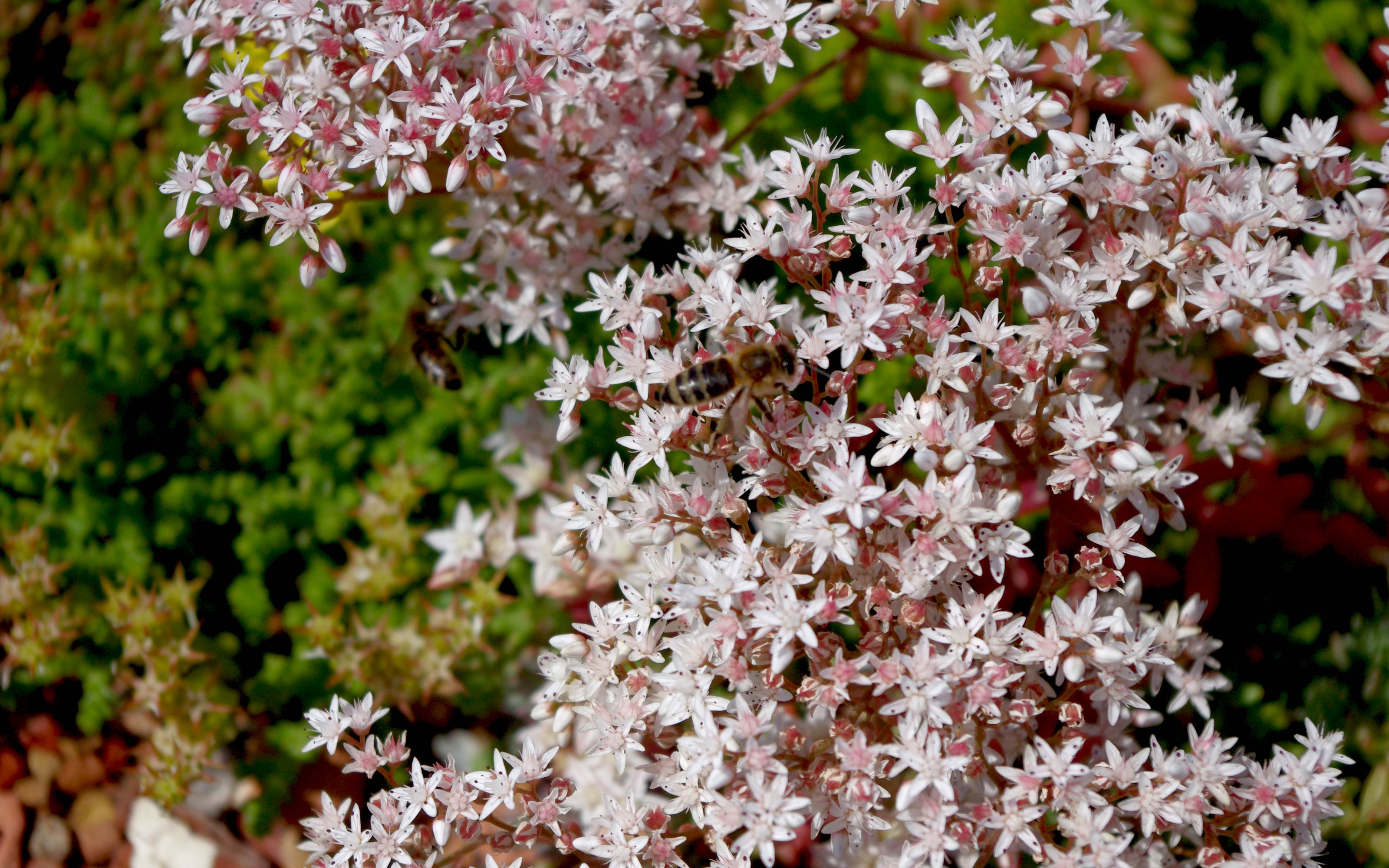 Biene auf blühendem Sedum