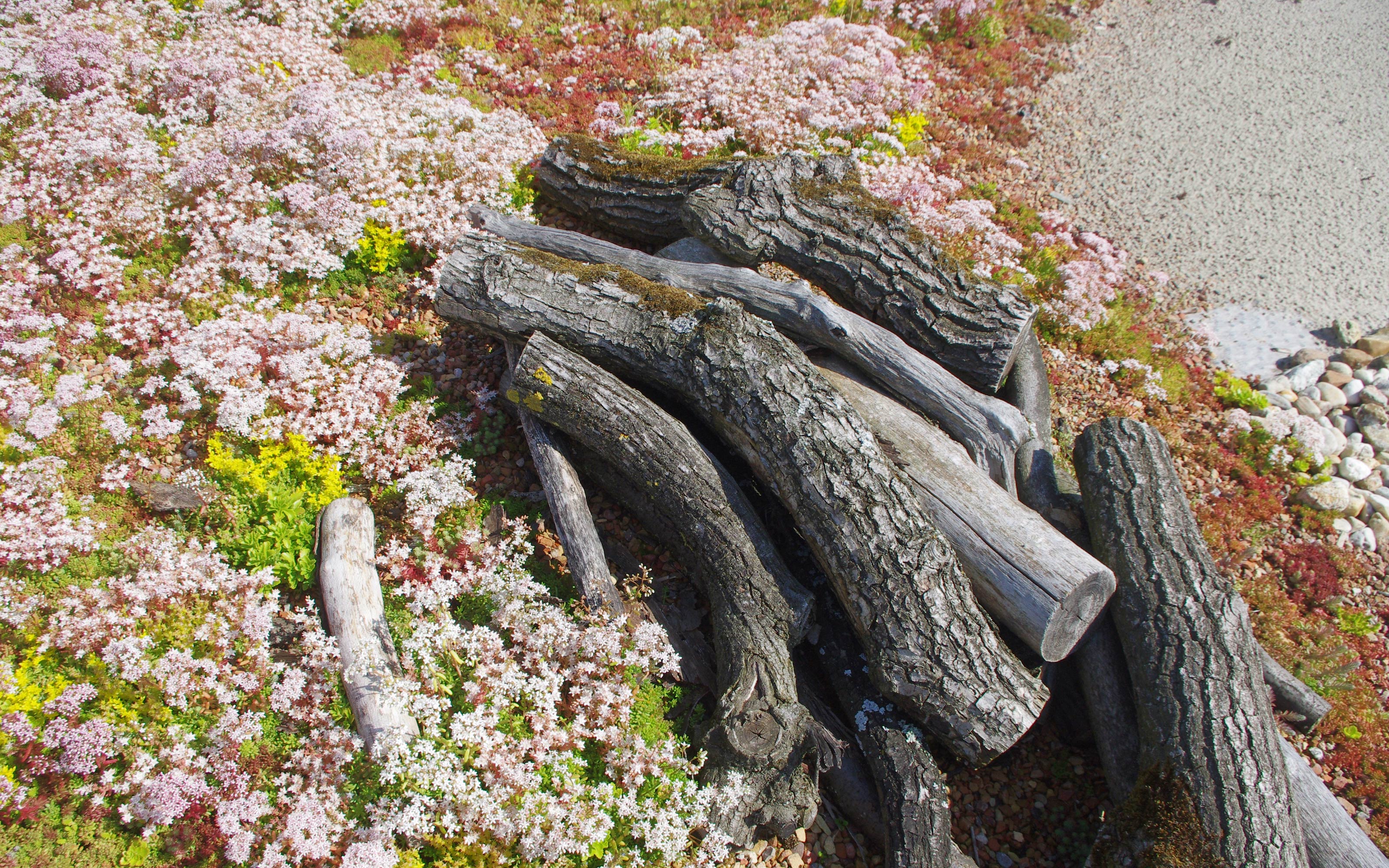 Totholz und blühendes Sedum