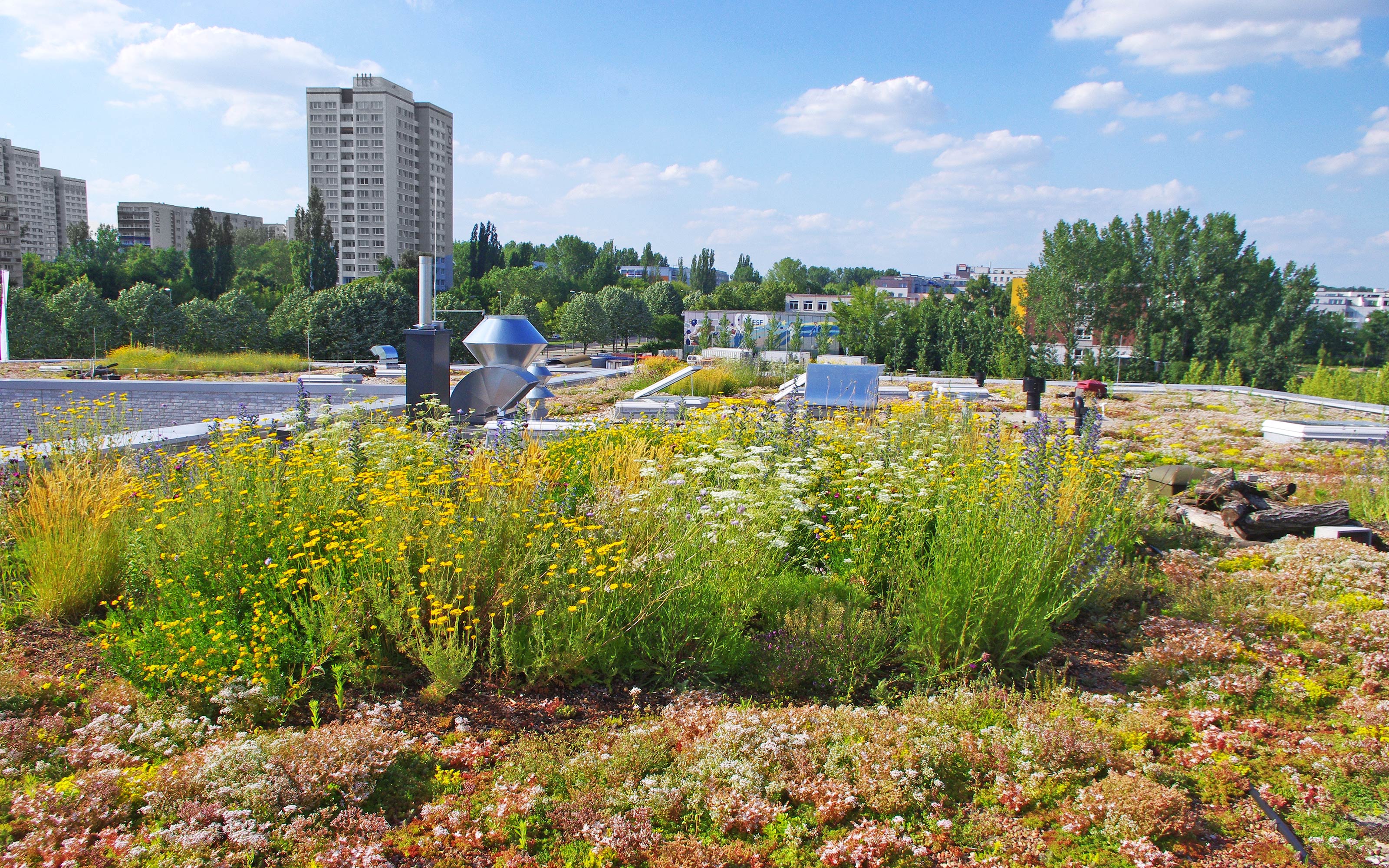 Dachbegrünung, u. a. mit Sedum, Färberkamille, Natterkopf, Schafgarbe und Totholz