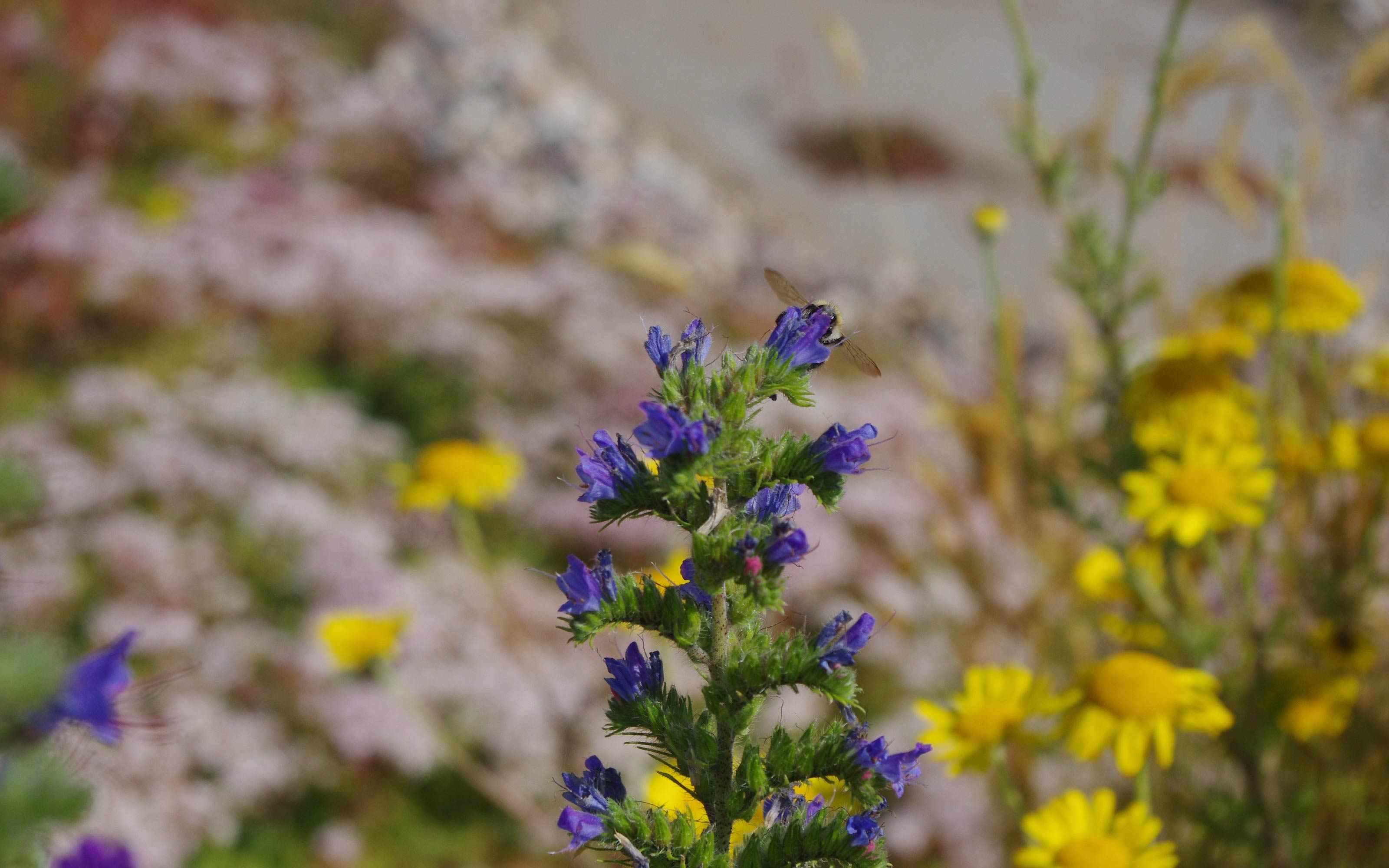 Natterkopf, Färberkamille und Sedum