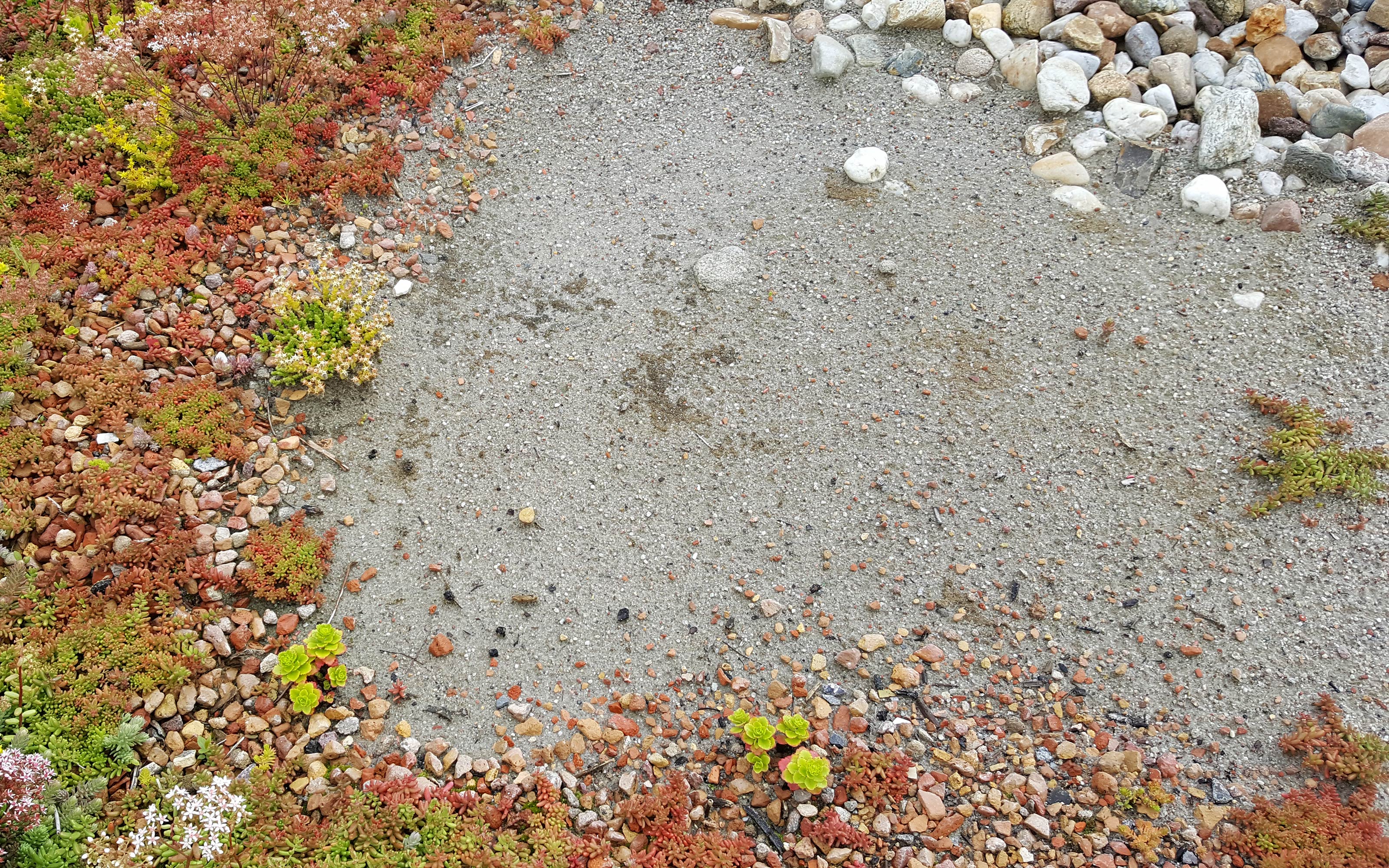 Sedum, Sand und Kiesel