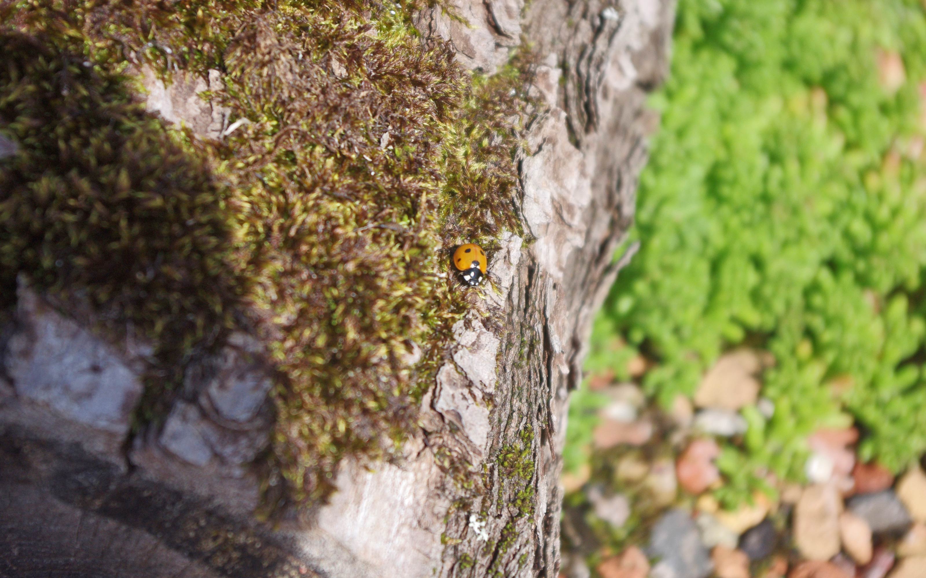 Marienkäfer auf Totholz