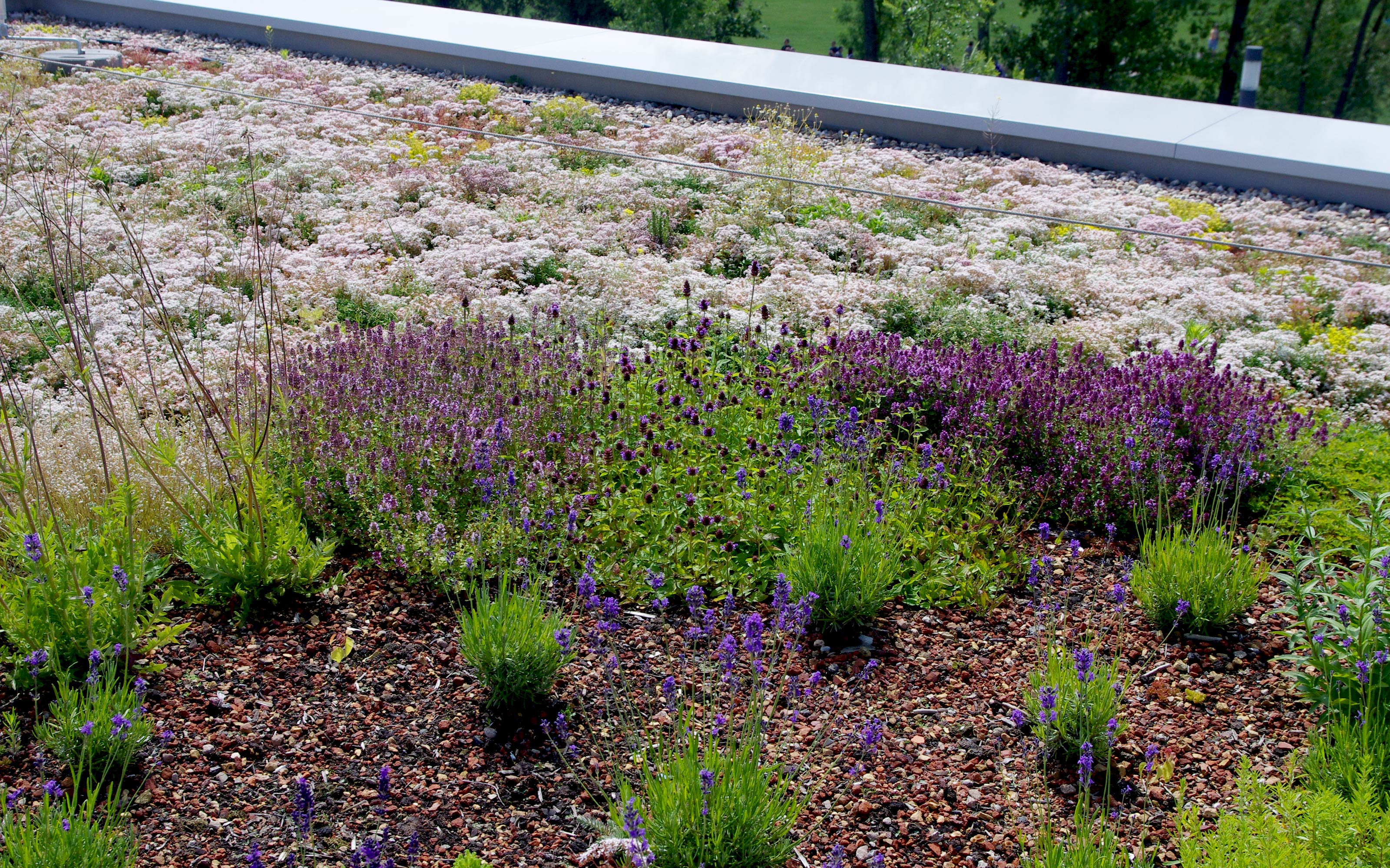 Sedum und Lavendel