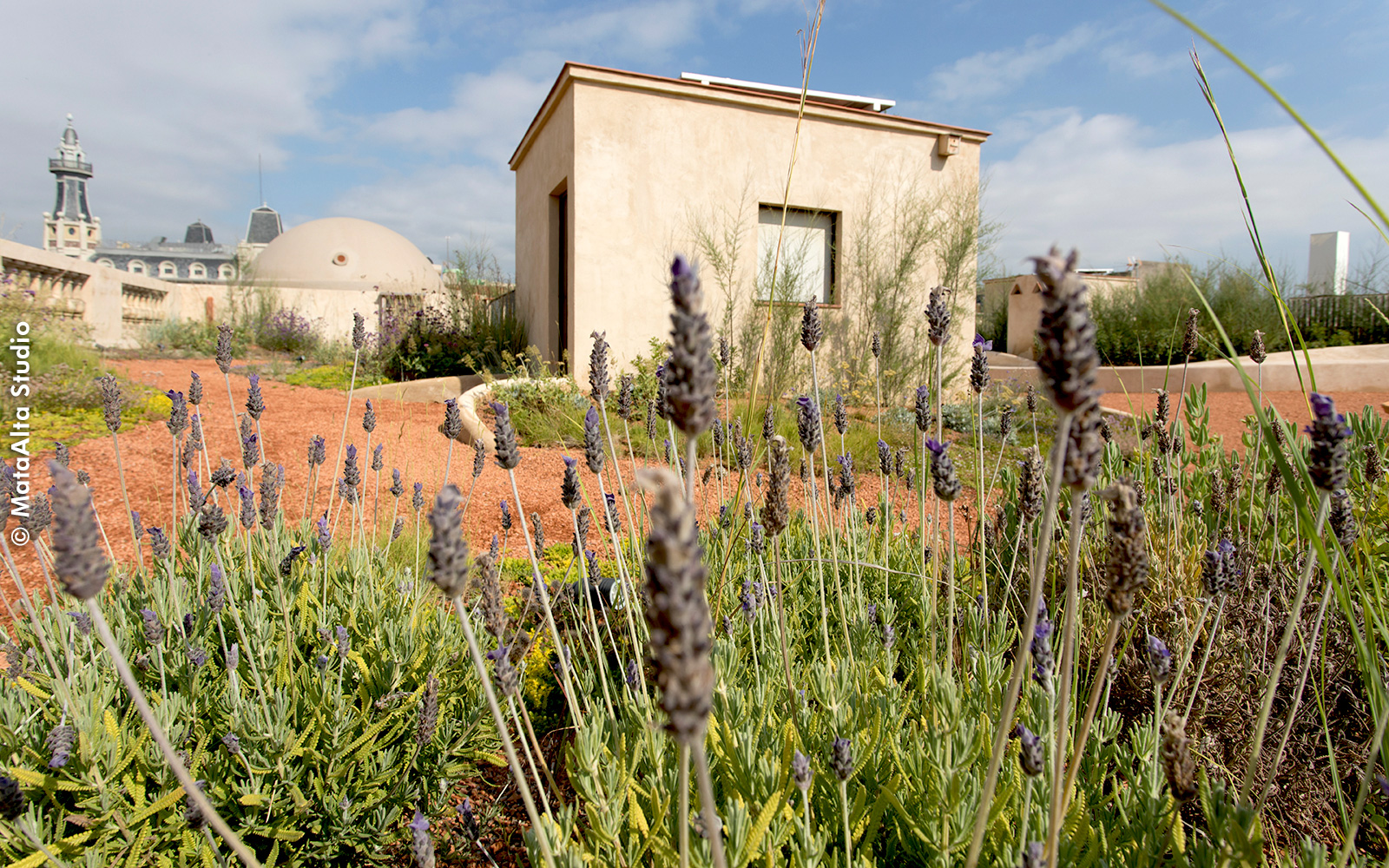 Dachgarten mit Lavendel