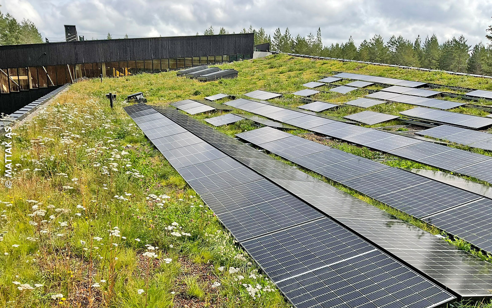 Biodiversitätsdach mit Solar