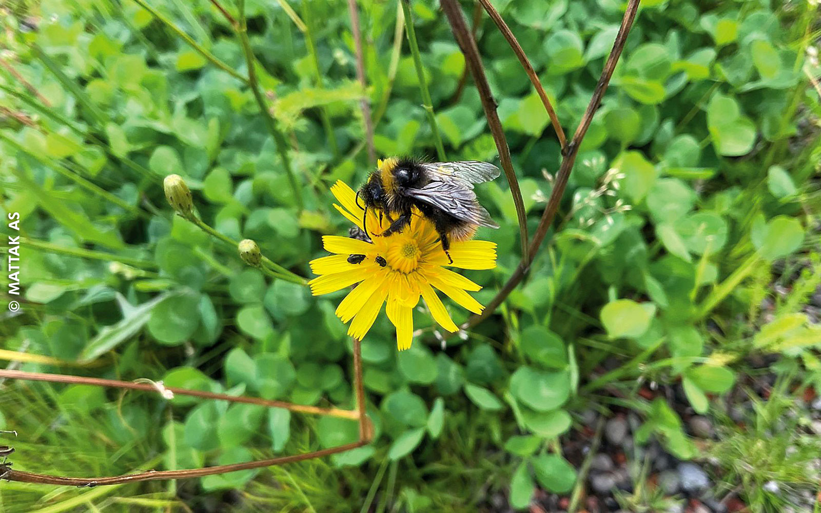 Habichtskrauts mit Hummel