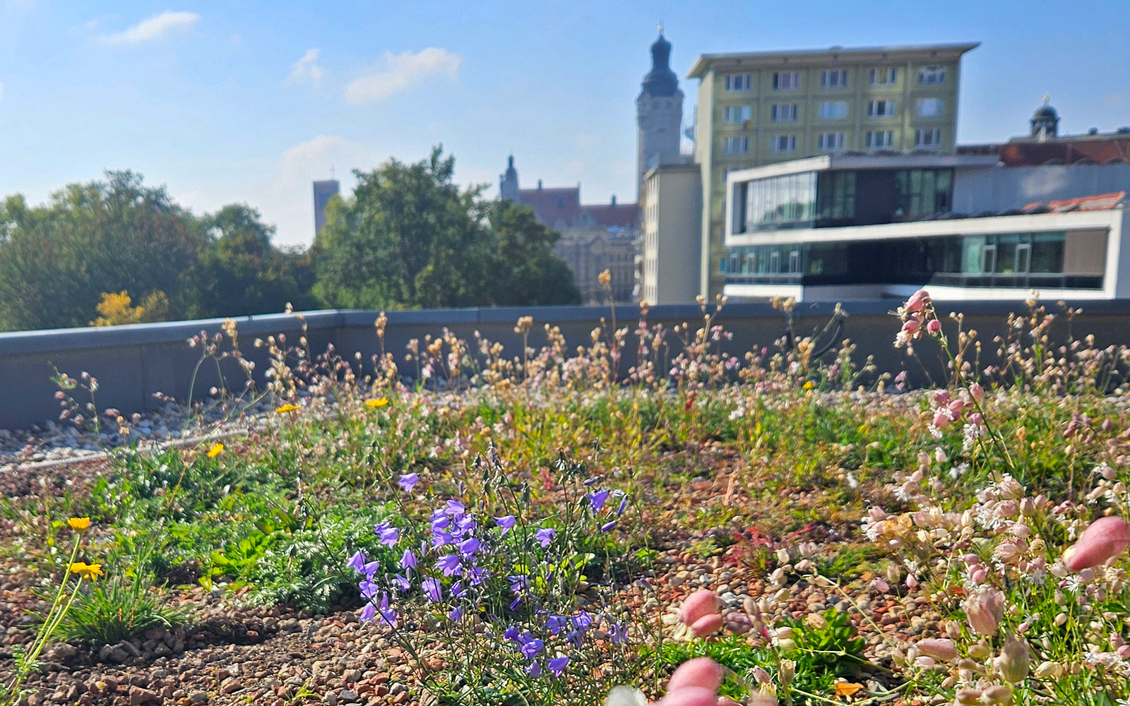 Gründach mit rosafarbenem Taubenkropf-Leimkraut und rundblättriger Glockenblume