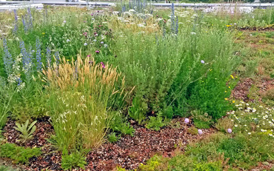 Vegetation auf einem Gründach