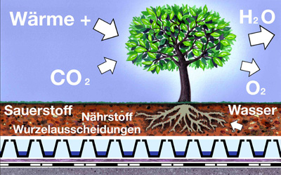 Ein Baum auf dem Dach wandelt Wärme und Kohlenstoffdioxid in Wasser und Sauerstoff um