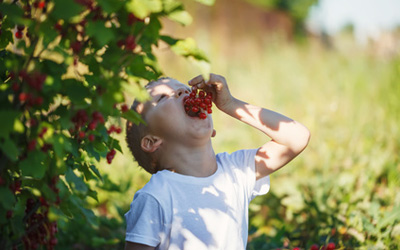 Junge isst Johannisbeeren vom Strauch