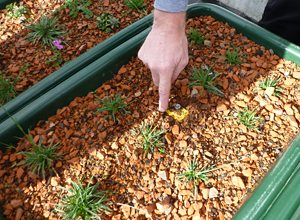 Behälter mit Substrat und Kleinpflanzen