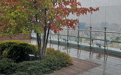 Begrüntes Dach mit Baum im Regen