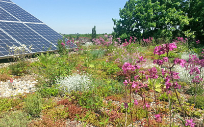 Blühendes extensiv begrüntes Dach mit einer Solaranlage