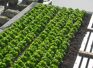 Gemüse-Versuchsanbau auf einem Dach