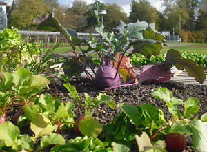 Kohlrabi-Testanbau auf einem Dach