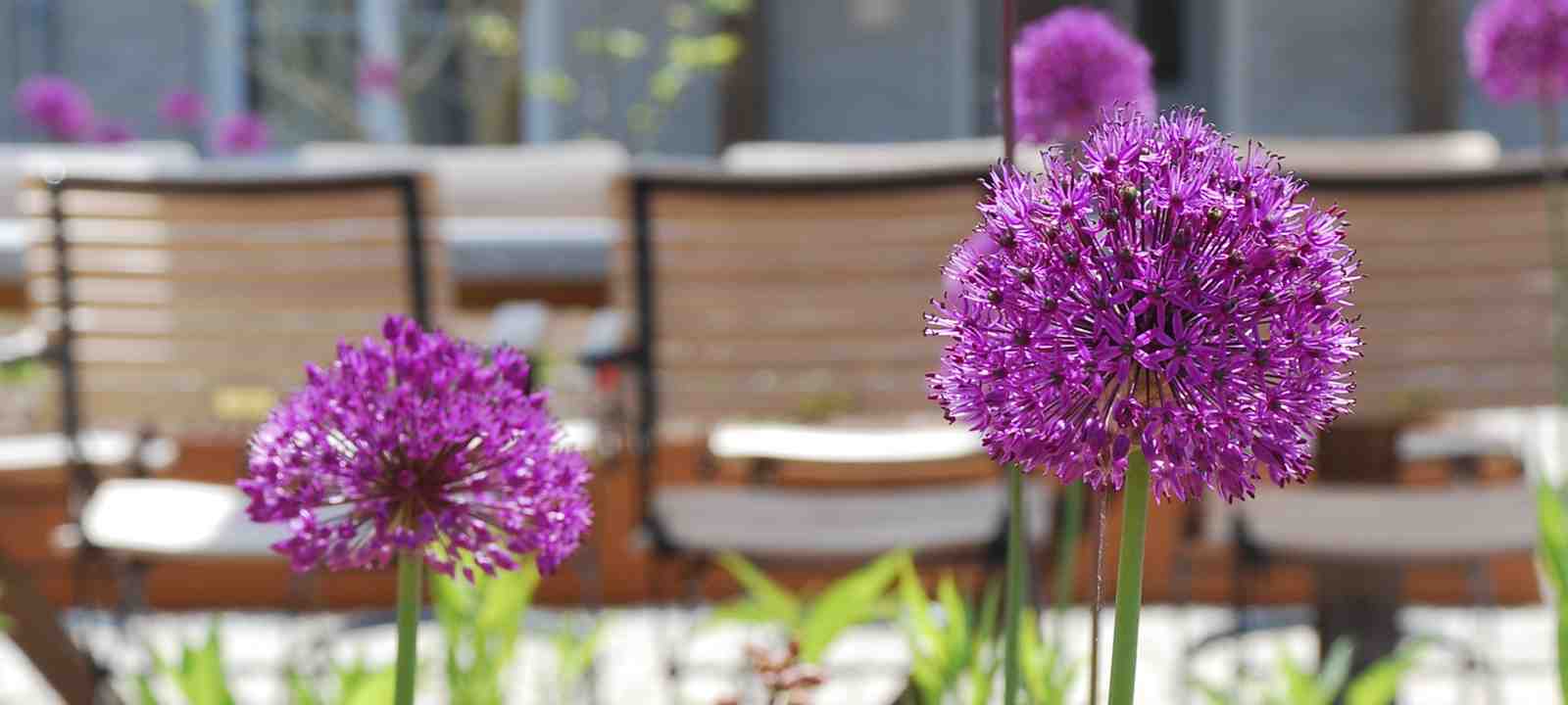 Zierlauch mit Tisch und Stühlen im Hintergrund