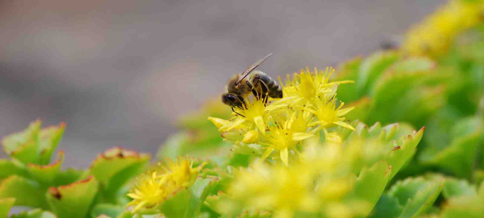 Biene auf Sedum