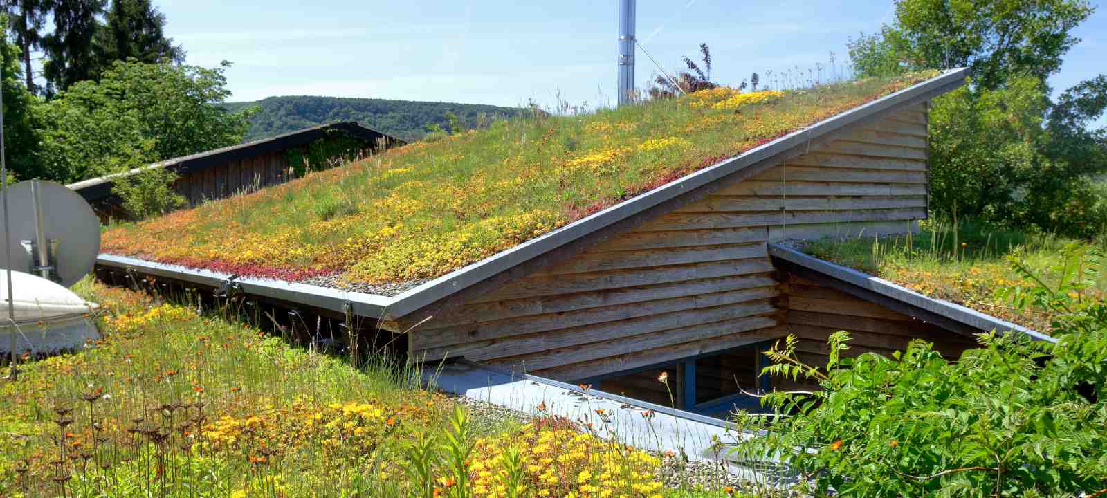 Holzhaus mit gelb blühendem, begrüntem Schrägdach