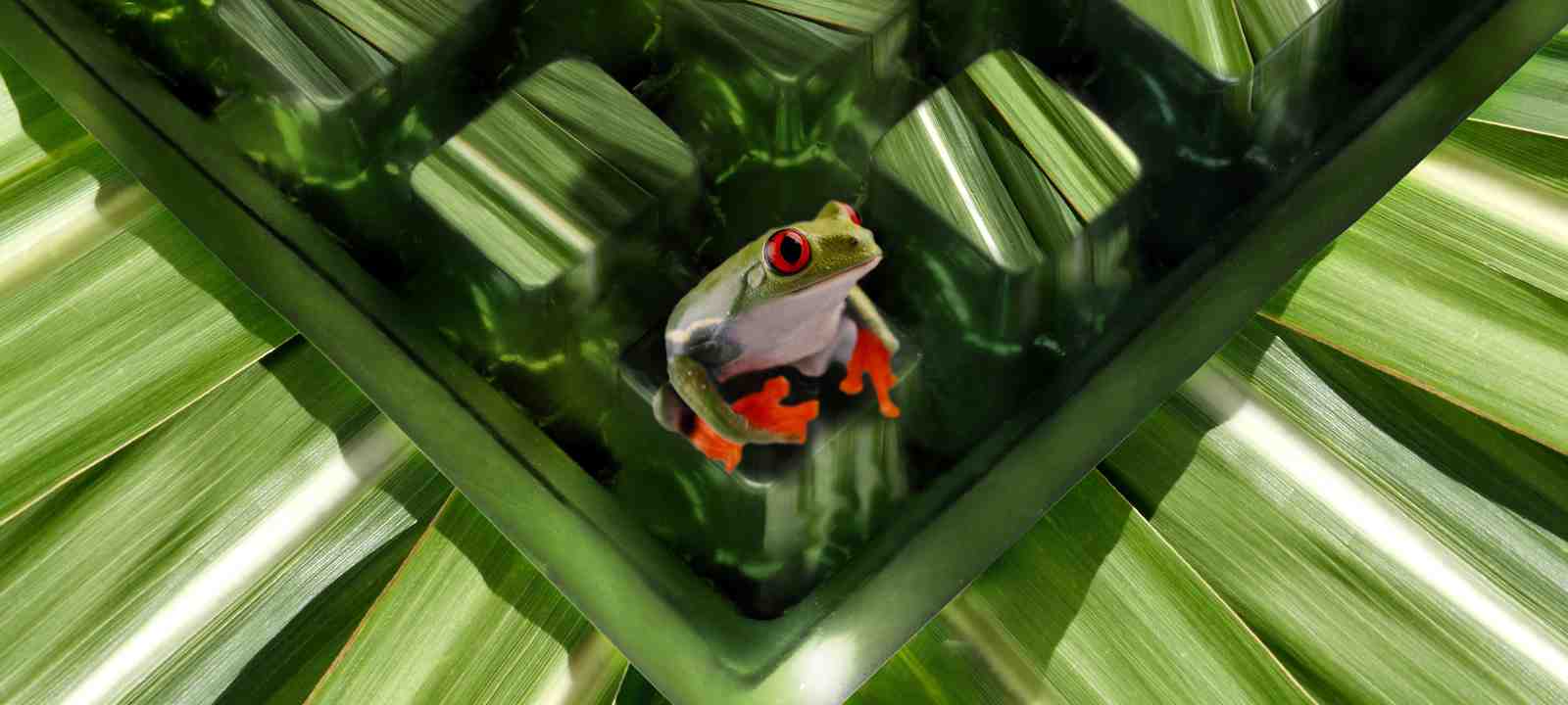 Frosch sitzt aurf Dränage aus Pflanzenblättern