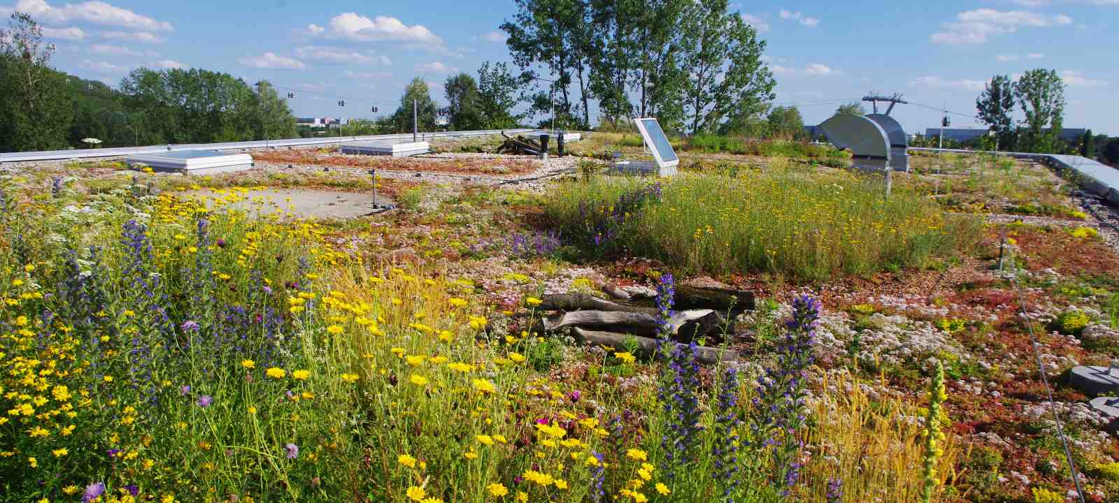 Dachbegrünung mit Kräuter, Wiesenblumen und Sedum in voller Blüte