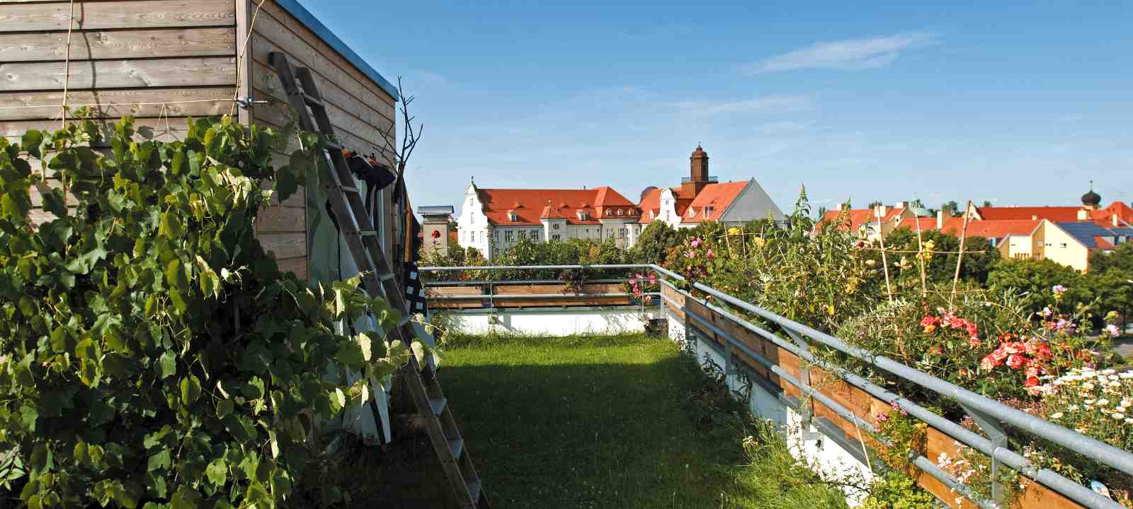 Dachgarten mit Rasen und Weinreben