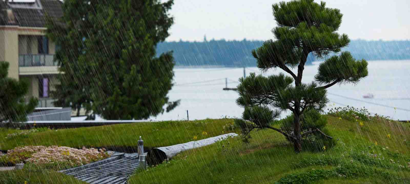 Dachgarten mit Rasen und kleinen Kiefern im Regen