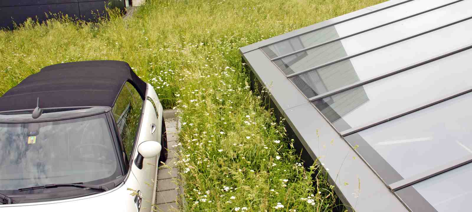 Parkendes Auto auf einem Gründach mit einer blühenden Wiese