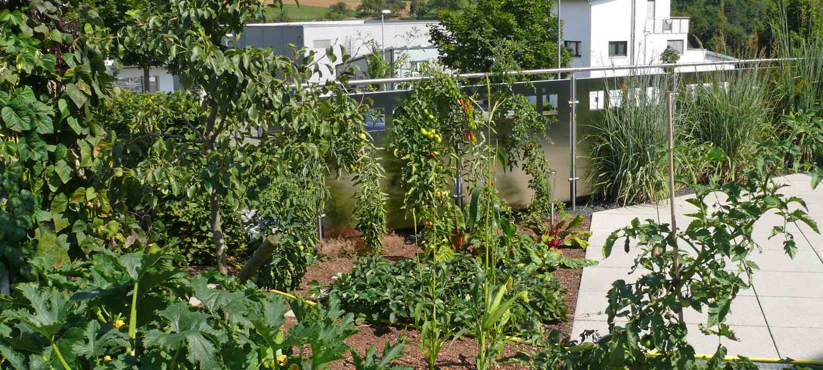 Gemüsegarten auf dem Dach