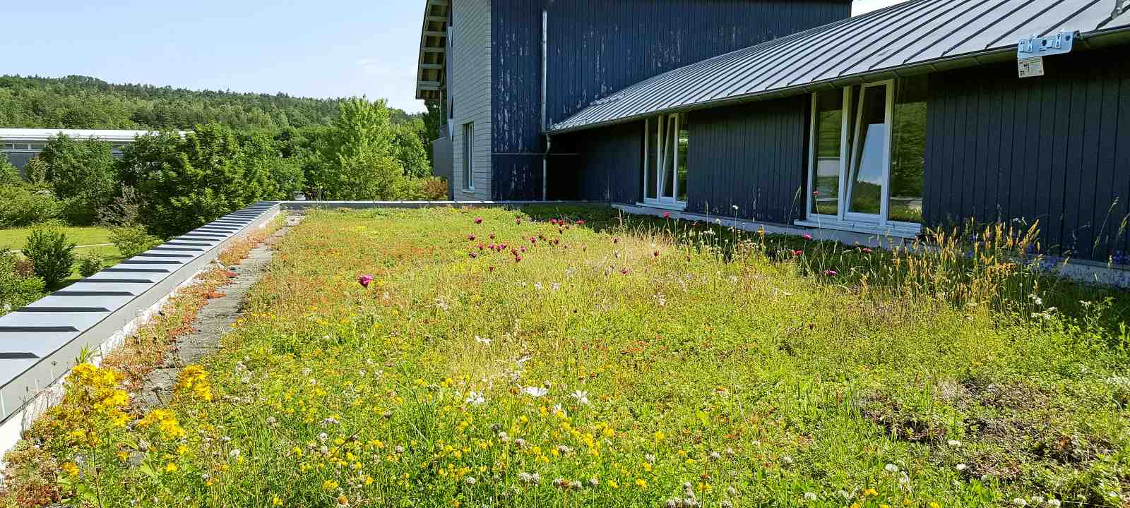 Blühende Dachbegrünung