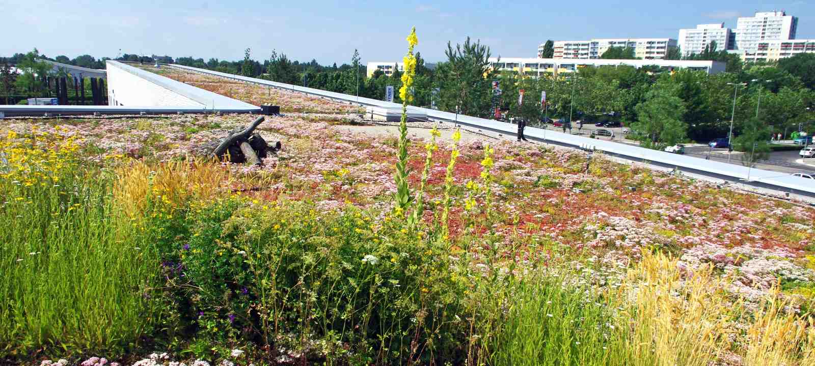 Artenreiche Dachbegrünung in der Stadt