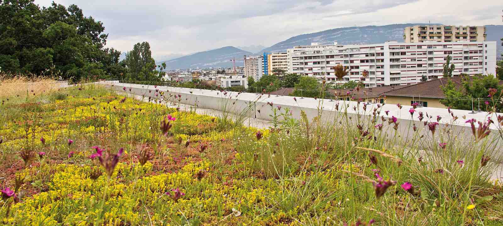 Extensiv begrüntes Dach in der Stadt