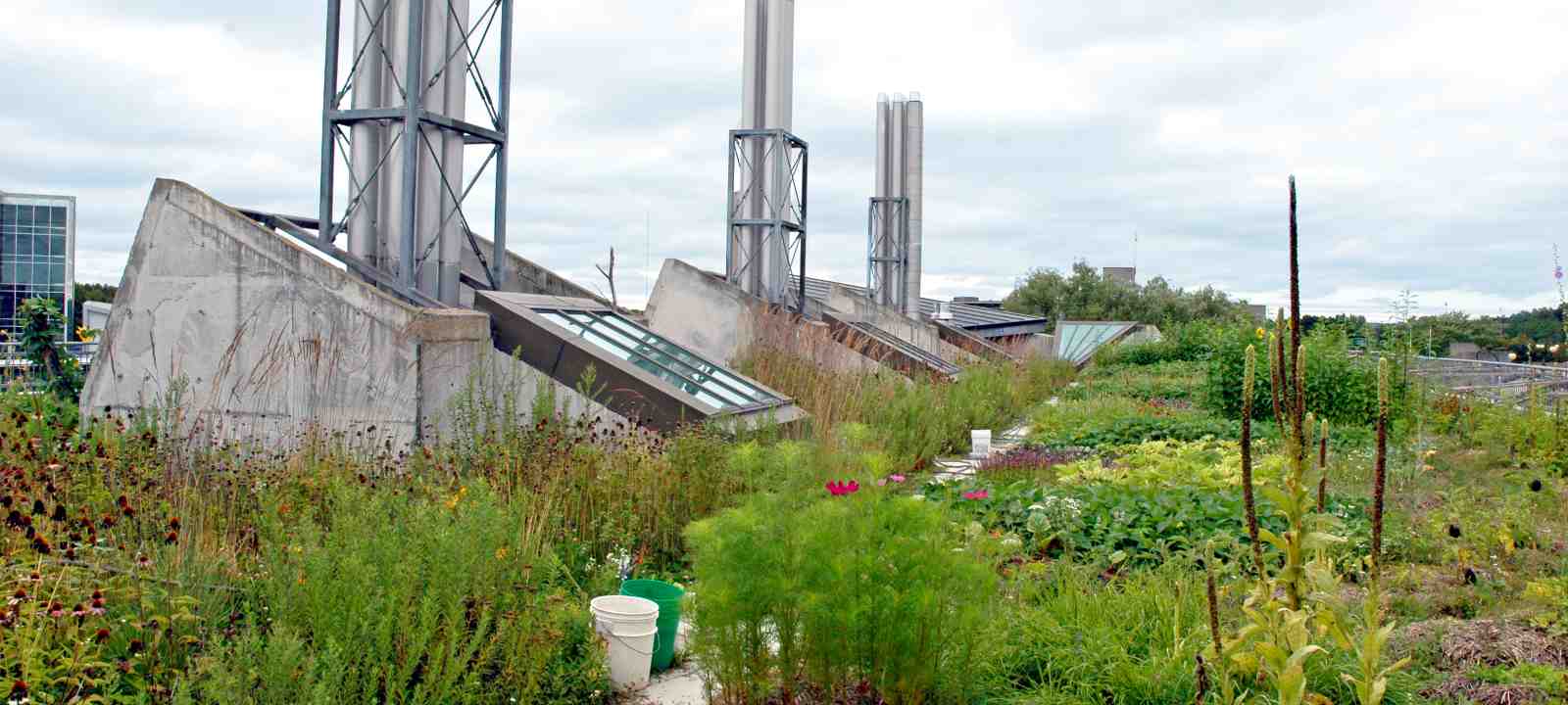 Gemüsegarten auf dem Dach