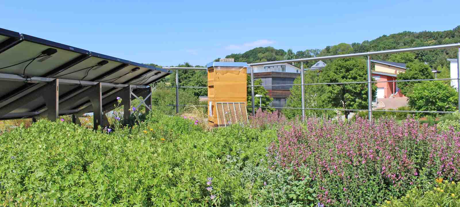 Blühendes Gründach mit Bienenstock und Solar