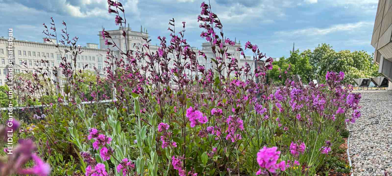 Gründach mit pinkfarbenen Blüten