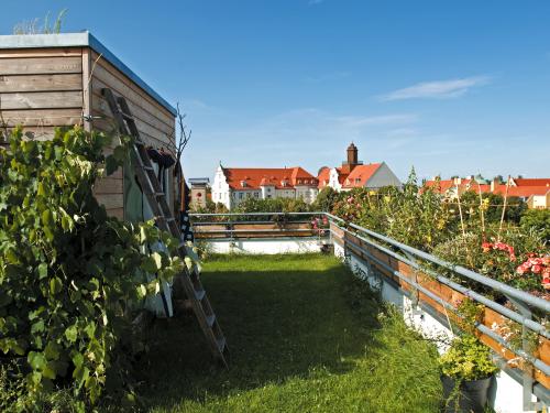 Dachgarten mit Rasen und Weinreben