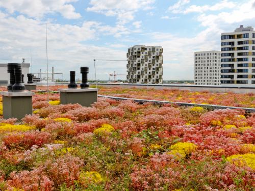 Dachbegrünung mit Sedum