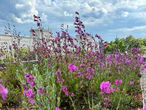 Gründach mit pinkfarbenen Blüten