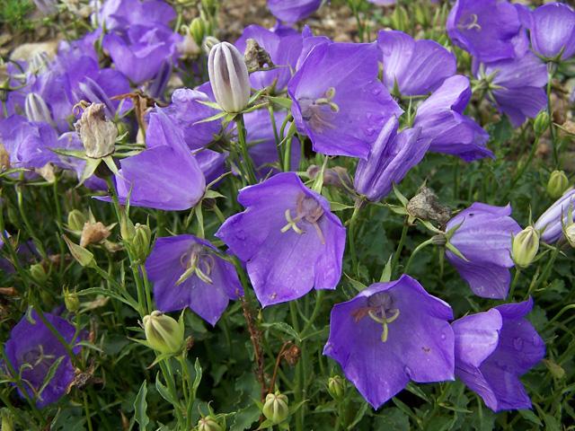 Campanula carpatica